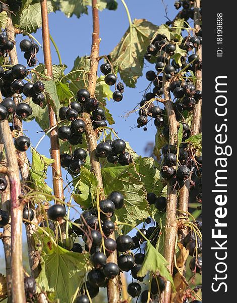 Ripe black currants on branch in summertime