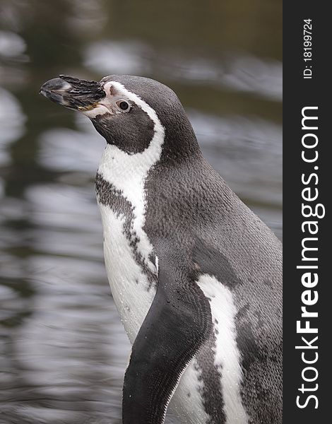 The detail of Humboldt penguin, also called as Peruvian Penguin, or Patranca.