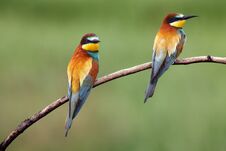 The European Bee-eater Merops Apiaster Is Sitting On Thin Branch With Typical Food Bee In The Beak With Green And Yellow Stock Images