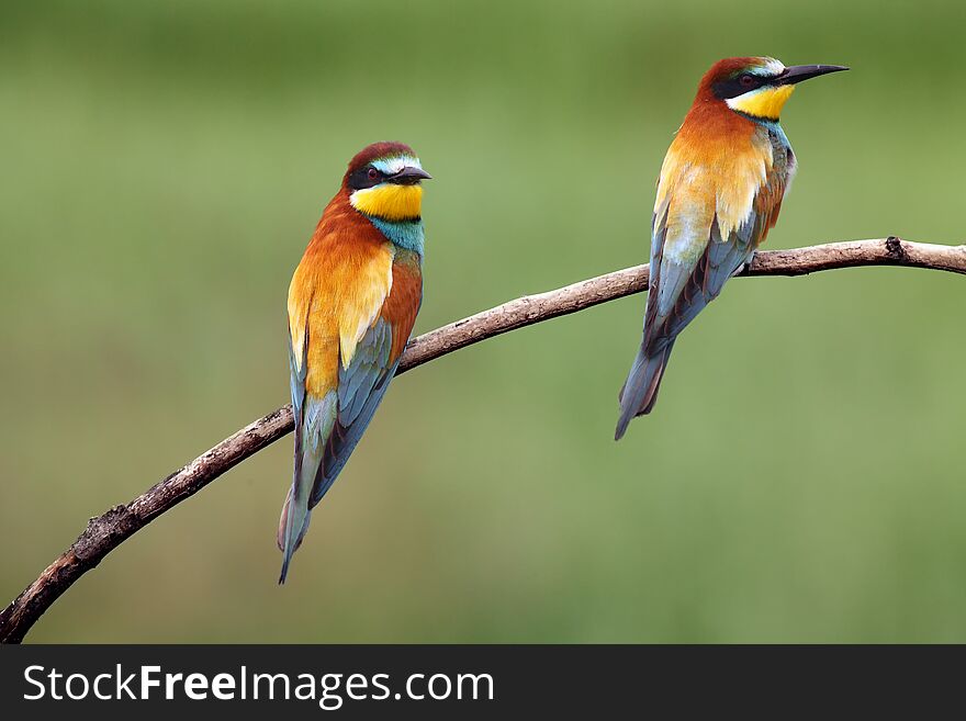 The European bee-eater Merops apiaster is sitting on thin branch with typical food bee in the beak with green and yellow background.