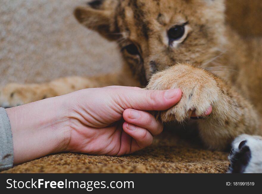 Photo of a lion cub, which the man holds by the fingers of his paws. Close-up of a muzzle of a lion cub, his paw and a human arm.