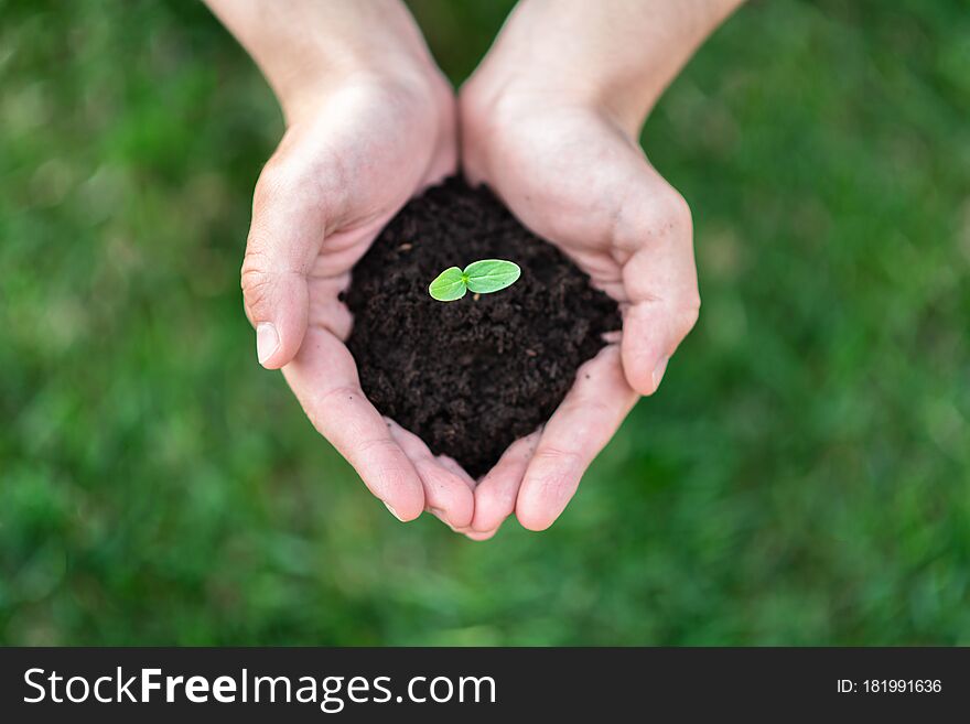 Hands hold the soil with a sprout. Nature concept. Place for your text.