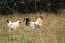 Roaster Walking Royalty Free Stock Photos Roaster Walking Royalty Free Stock Photos