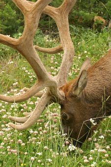 Elk Male Royalty Free Stock Photos