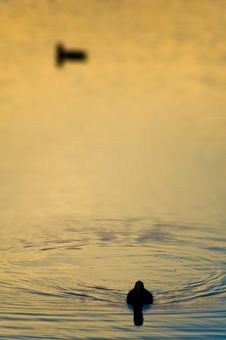 Two Swans On Golden Pond Royalty Free Stock Image