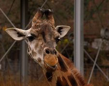Giraffe Royalty Free Stock Image Giraffe Royalty Free Stock Image