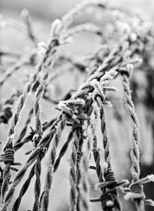 Barbed Wire Royalty Free Stock Images