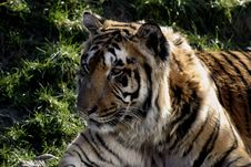 Amur Tiger Royalty Free Stock Photos