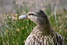 Female Mallard (Anas Platyrhynchos) Royalty Free Stock Photos
