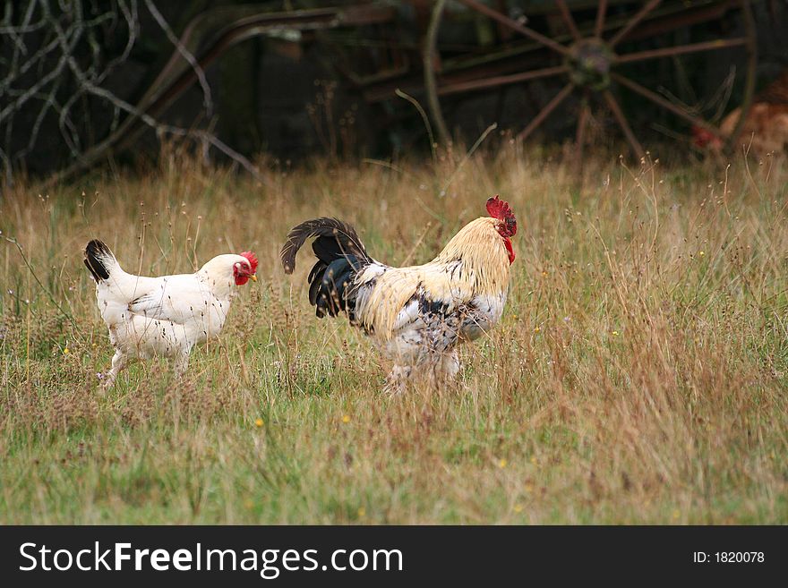 A roaster and a chicken walking freely in a rural scenery. A roaster and a chicken walking freely in a rural scenery