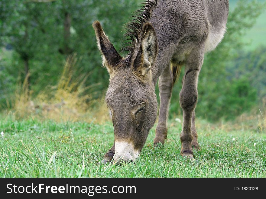 A donkey eats some grass. A donkey eats some grass