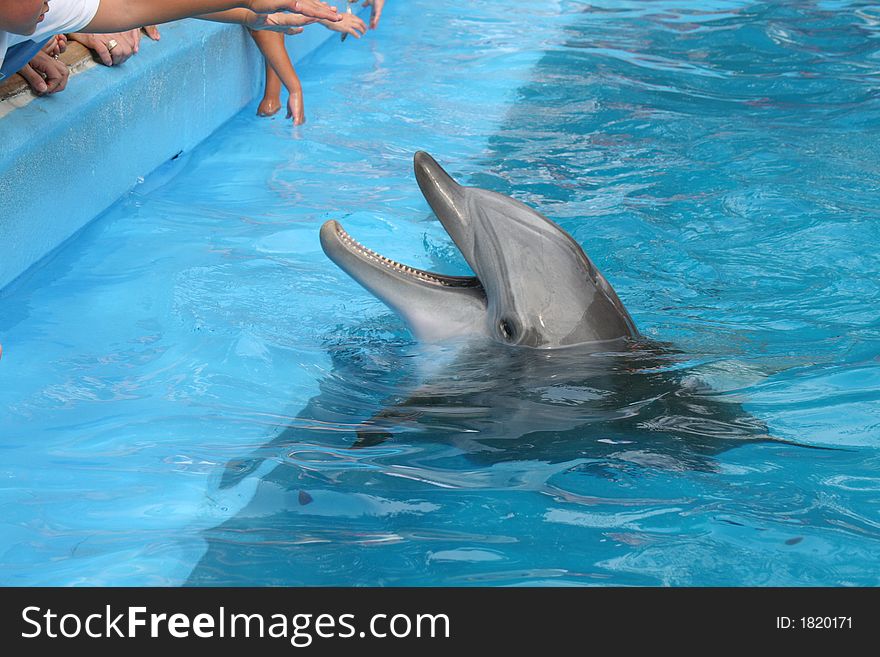 Rescued wild dolphin getting fed in holding tank. Rescued wild dolphin getting fed in holding tank