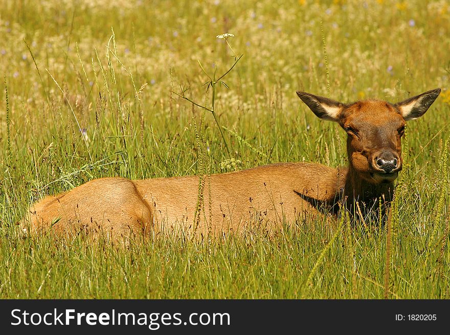 Elk Sleeping