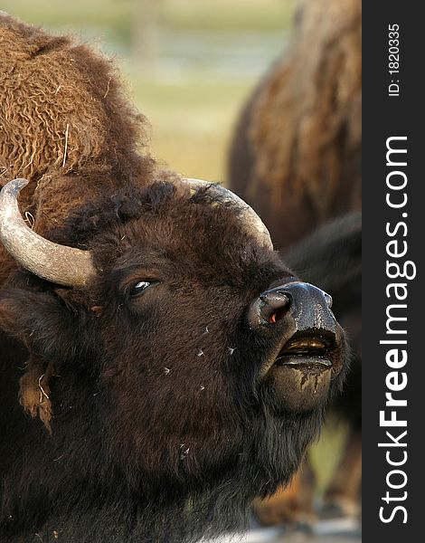 North American buffalo, Yellowstone National Park. North American buffalo, Yellowstone National Park