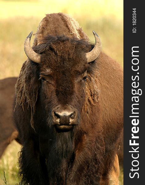 North American buffalo, Yellowstone National Park. North American buffalo, Yellowstone National Park
