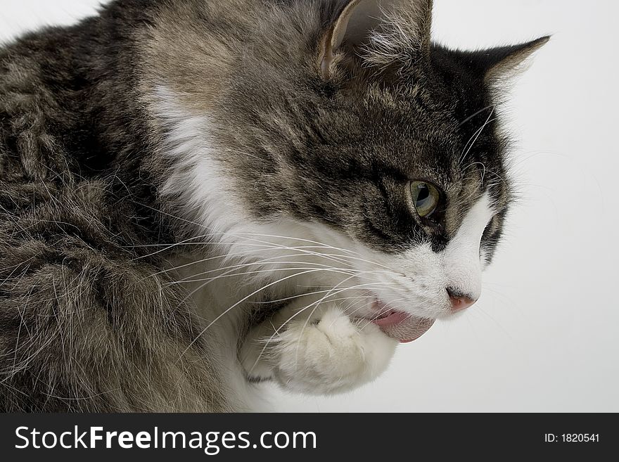 A furry house cat with licking his paws.