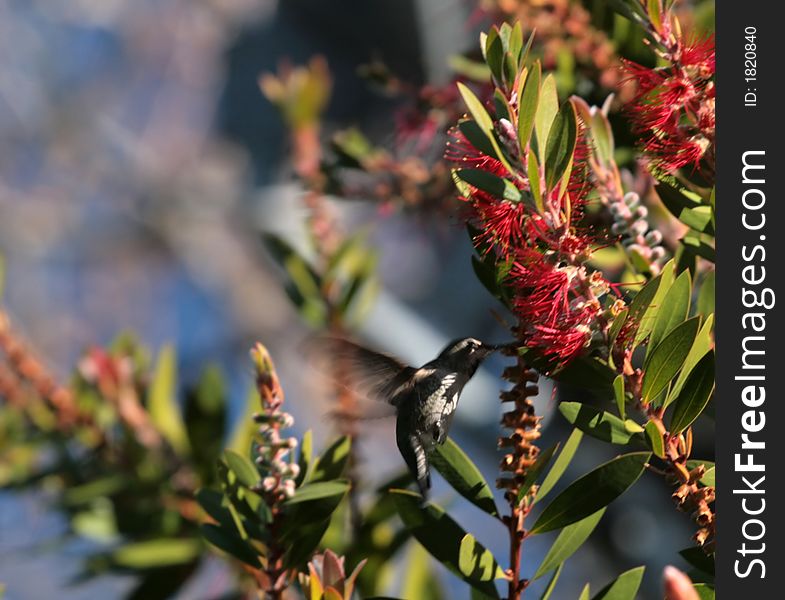 Hummingbird drinking nectar from a flower