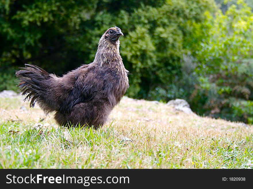 A young rooster standing in a field. A young rooster standing in a field