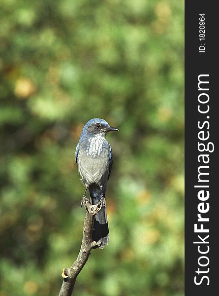 Scrub jay perched on the point of a branch with mottled green background. Scrub jay perched on the point of a branch with mottled green background