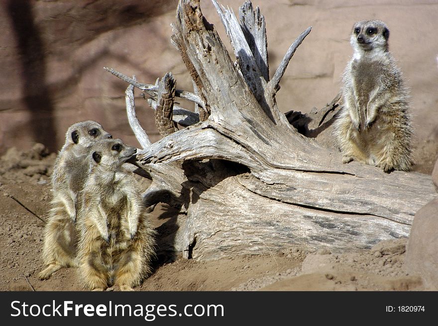 A group of meerkats keeping a watch for danger. A group of meerkats keeping a watch for danger.