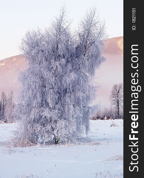 Tree covered in frost and ice take as the sun rises behind. Tree covered in frost and ice take as the sun rises behind