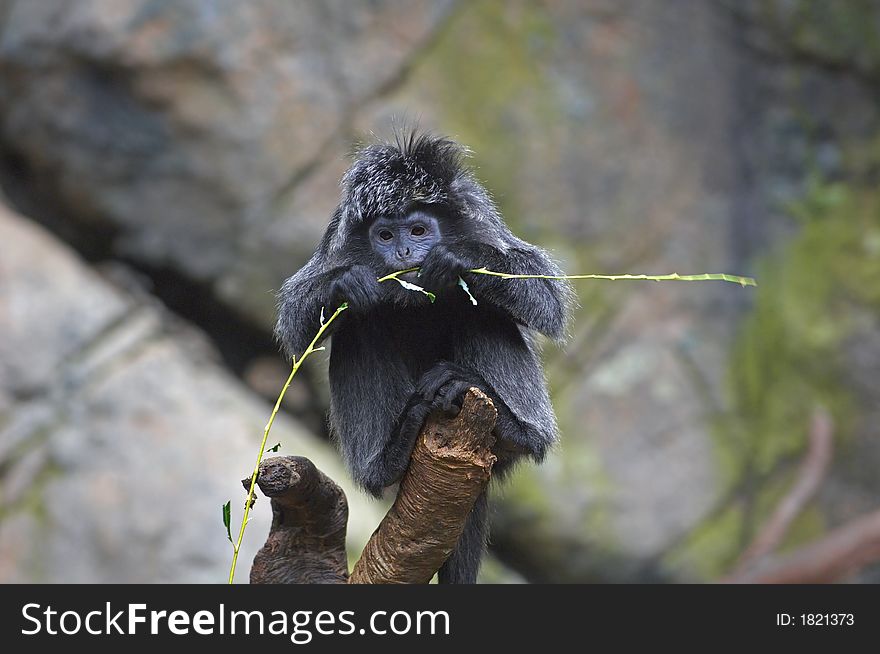 Monkey sitting and eating on tree branch. Monkey sitting and eating on tree branch