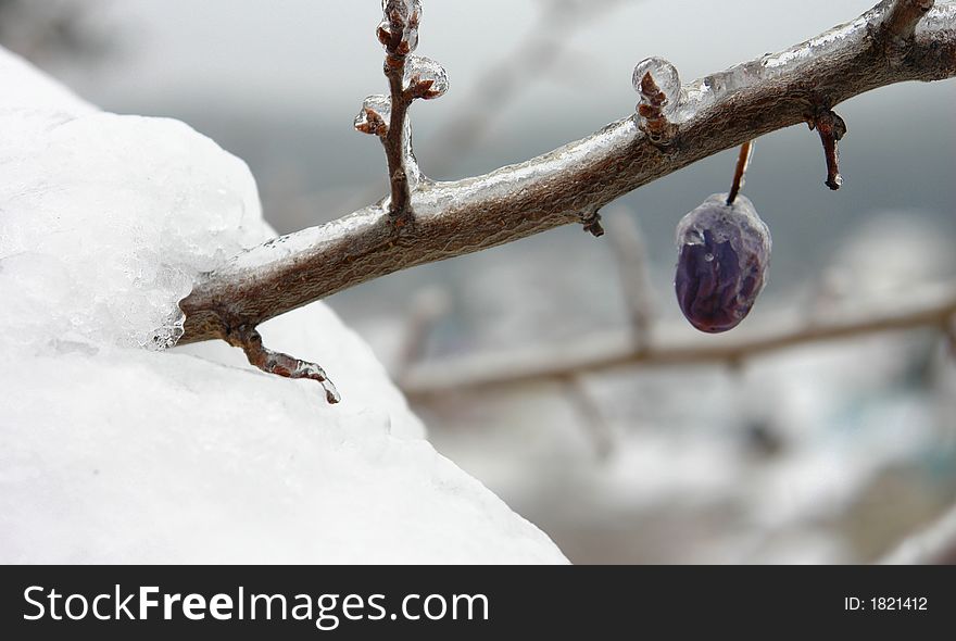 A Berry Covered in Ice. A Berry Covered in Ice