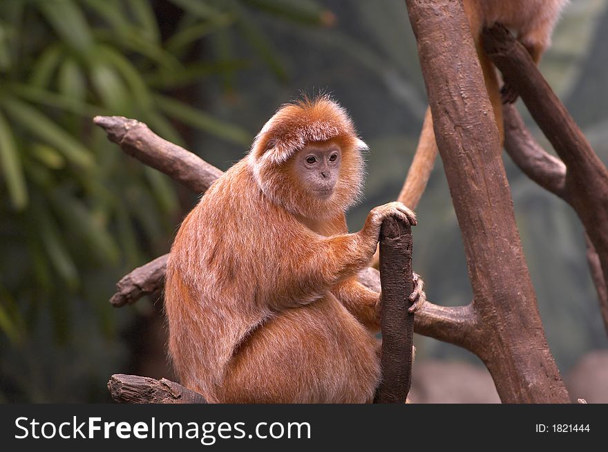 Thinking Monkey sitting on a tree branch