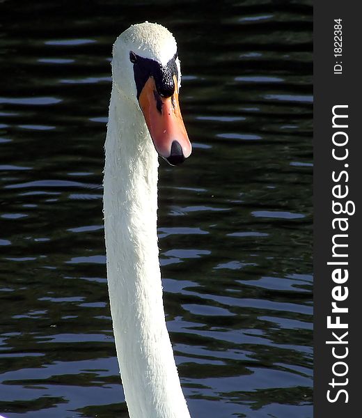 Swan head and neck on blue water background