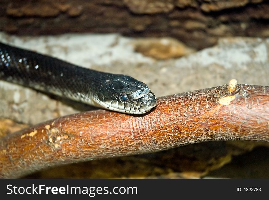 The head of a common black garden snake, resting on a stick. Found in a cage at the Cape May State Park, New Jersey, (USA). The head of a common black garden snake, resting on a stick. Found in a cage at the Cape May State Park, New Jersey, (USA)