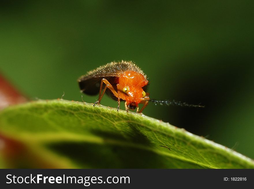 Tiny red bug on leaf