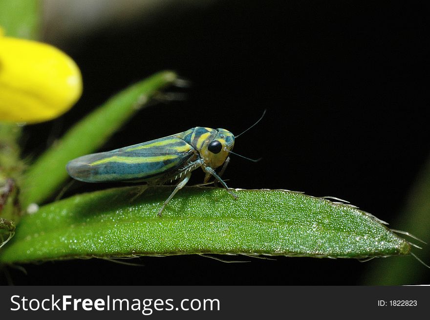 Young tiny insect/ grasshopper on leaf