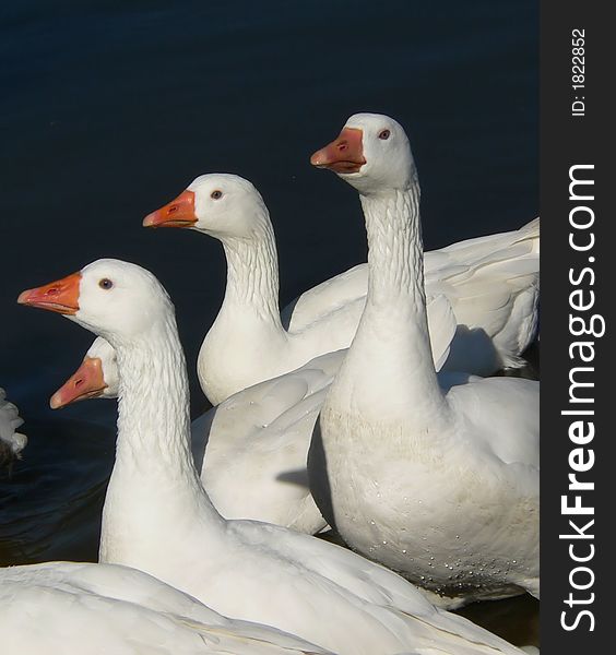 Photo of a flock of white geese. Photo of a flock of white geese.