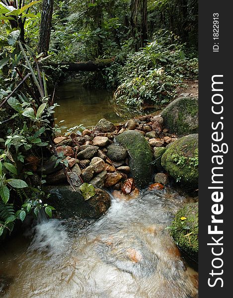 Small stream in tropical forest