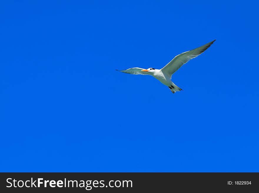 Seagull with a beautiful blue sky background