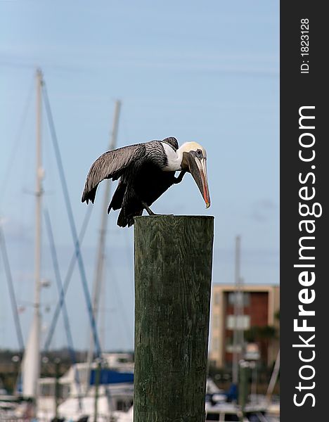 Pelican poised for flight on top of piling at dock