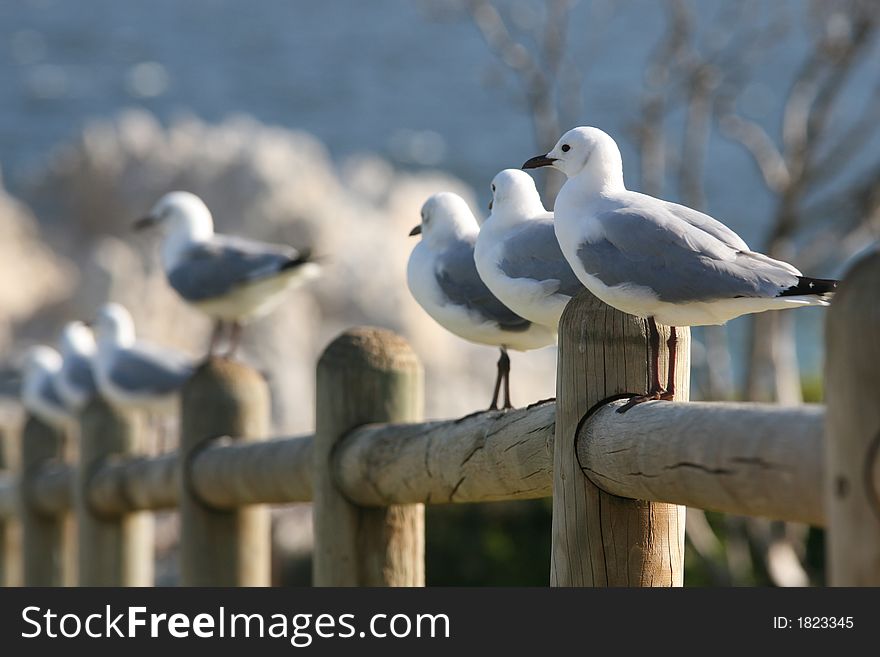 Couple of sea gulls on a fence