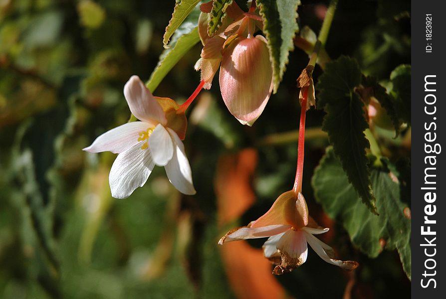 Cute flower in a sunny afternoon