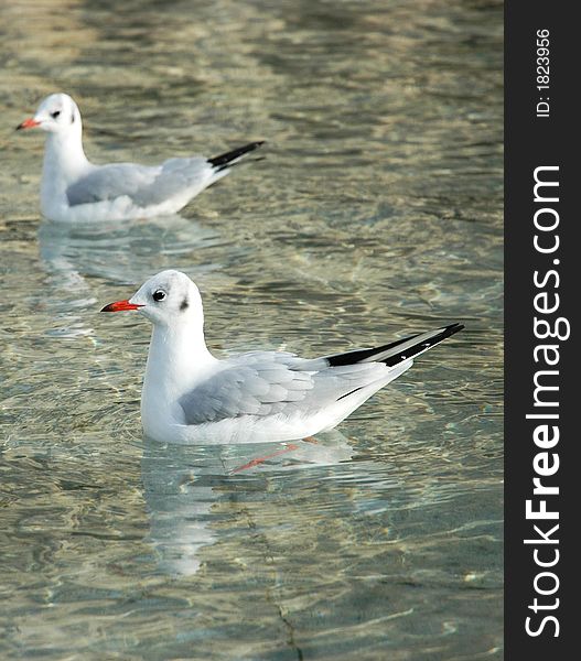White Birds In Clean Water