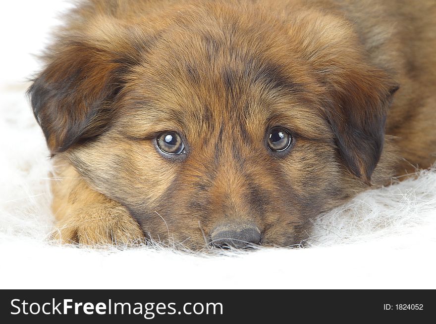 Fluffy puppy resting on a furry white backdrop.