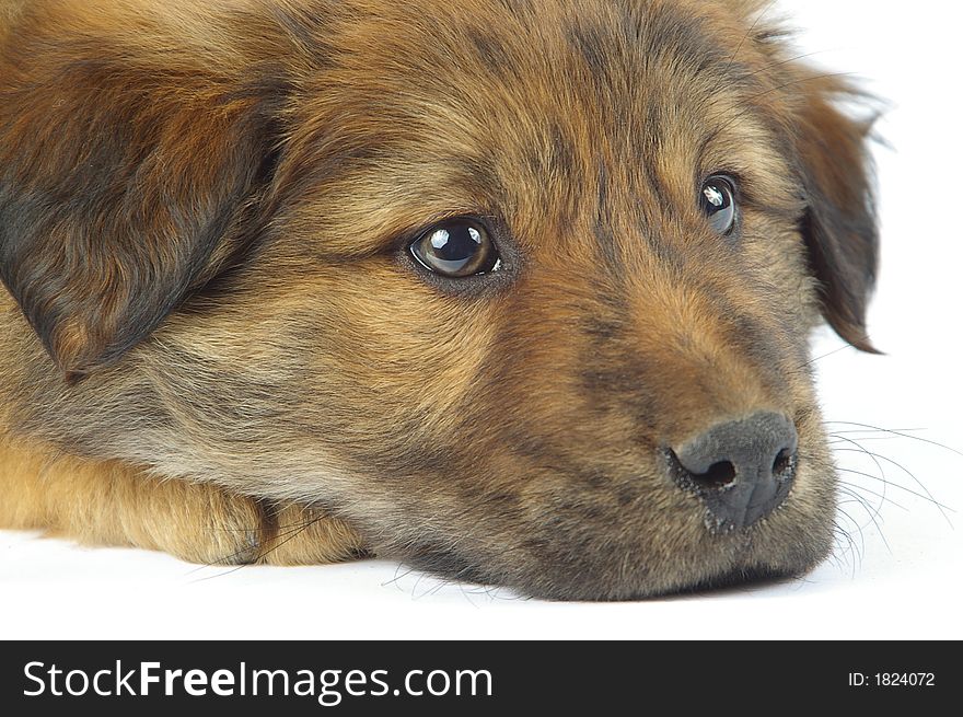 Sleepy puppy on white backdrop. Very shallow focus on eyes. Sleepy puppy on white backdrop. Very shallow focus on eyes.