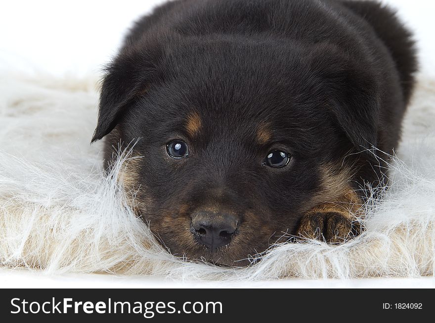 Adorable border collie mix puppy waits for his new home. Adorable border collie mix puppy waits for his new home.