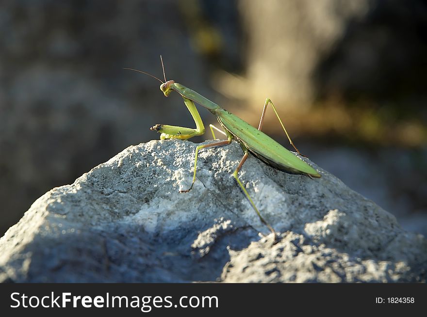 Nice green praying mantis on the rock