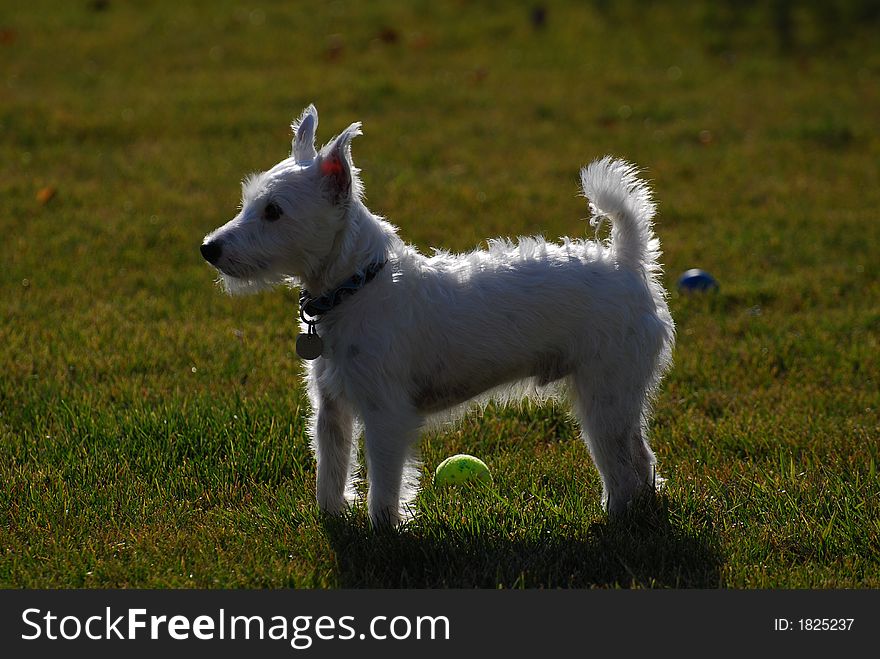 My Jack Russell Terrier Oz who is deaf but still will pose for a picture with his ears pointed up.