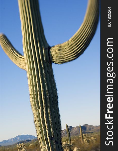 Classic saguaro cactus. Photographed with a specialty lens that limits depth of focus and focus itself-however there are (limited) sharp elements.