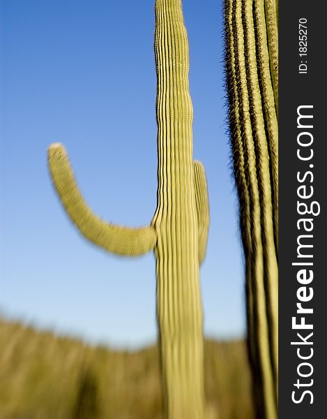 Saguaro cactus and blue sky. Photographed with a specialty lens that limits depth of focus and focus itself-however there are sharp elements.