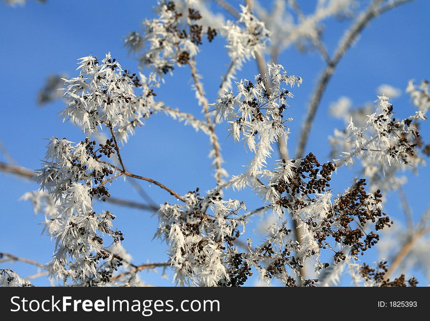 Hoar frost on a cold morning in Wiltshire, UK. Hoar frost on a cold morning in Wiltshire, UK