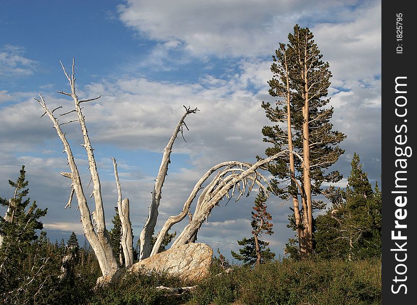 Mammoth Mountain landscape with a dead tree and clouds. Mammoth Mountain landscape with a dead tree and clouds