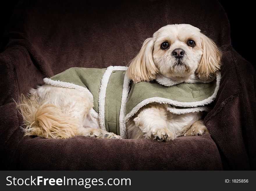 Beautiful posing shih tzu / poodle dog