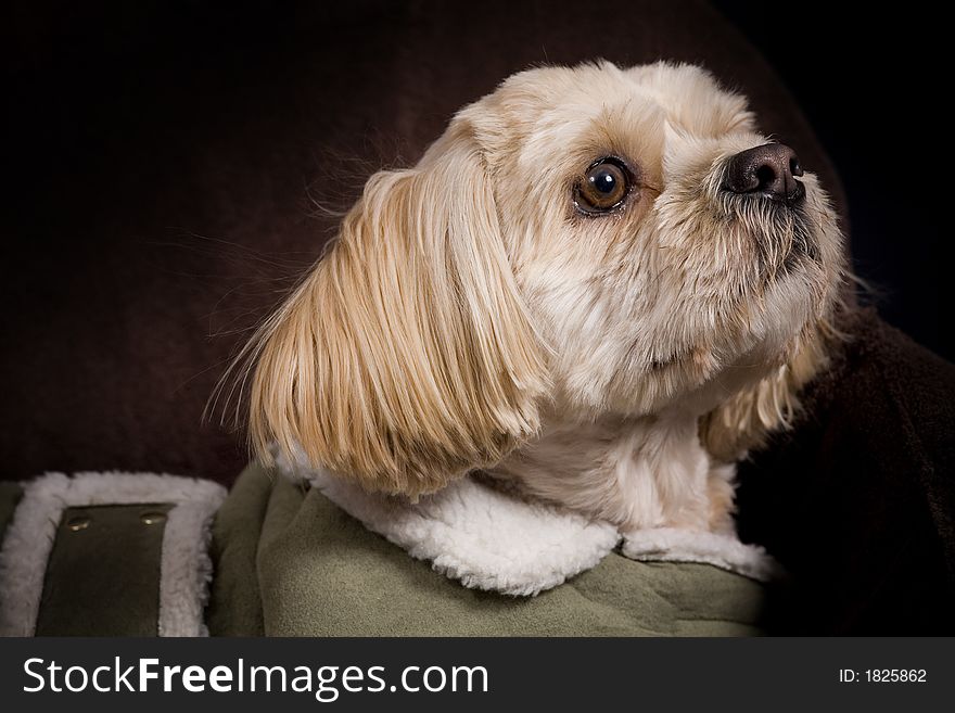 Beautiful posing shih tzu / poodle dog